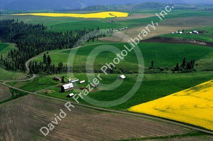 Aerial image of wheat and rape seed being farmed near Grangeville, Idaho.