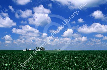 Soy bean farm near Carlinville, Illinois.