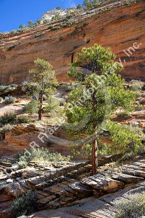 Trees and vegetation growing out of rocks in Zion National Park, Utah.