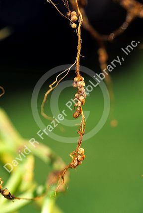 Nitrogen fixing nodules on the roots of string beans.