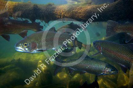 Rainbow trout underwater at the nature center in Boise, Idaho.