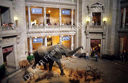 An elephant exhibit at the Smithsonian Natural History Museum in Washington DC.