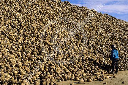 A worker stands in front of a stockpile of sugar beets in Nampa, Idaho.