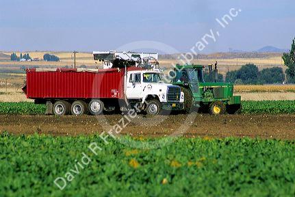 Sugar beet harvest in Canyon County, Idaho.