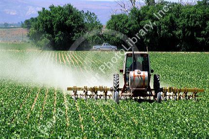 A tractor tilling and fertilizing a sugar beet crop in Canyon County, Idaho.