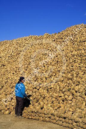A worker stands in front of a stockpile of sugar beets in Nampa, Idaho.