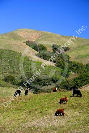 Cattle graze on rolling green hills near San Louis Obispo, California.