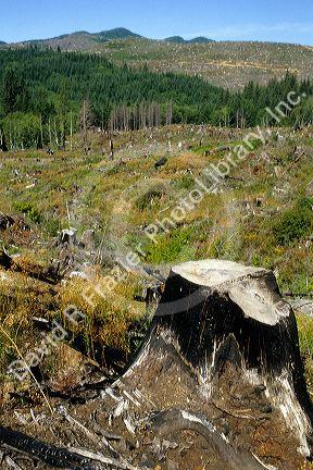 A tree stump remains from a fire while reforestation occurs around it east of Seaside, Oregon.