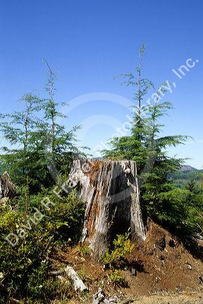 A tree stump remains from a clearcutting logging operation along with new growth from reforestation near Seaside, Oregon.