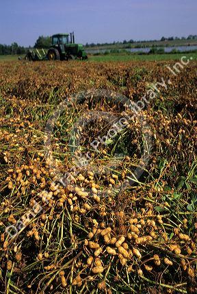 Peanut harvest in Georgia.