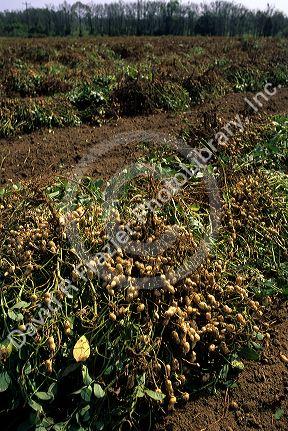 Peanut harvest in Georgia.