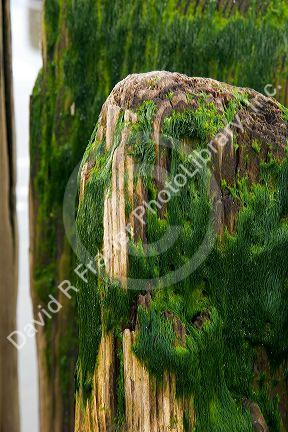 Moss growing on wooden piling along the sea at Santa Cruz, California.