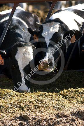 Dairy cows feeding, Idaho.