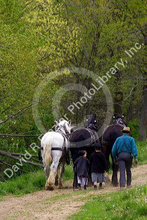 Amish father and daughters with a team of horses near Berlin, Ohio.