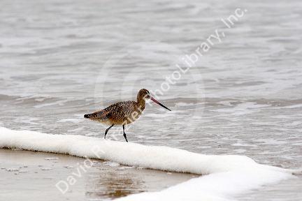 Marbled Godwit shorebird wintering along the California Coast in Santa Cruz.