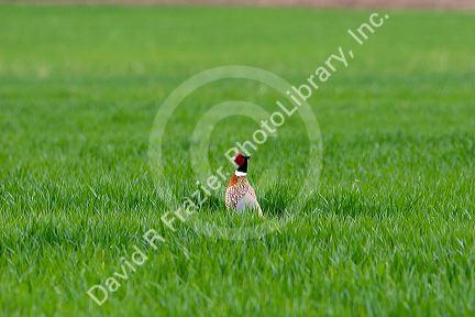 A pheasant in a green field of unripe wheat, Idaho.