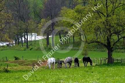 Horses graze on a farm near Berlin, Ohio.