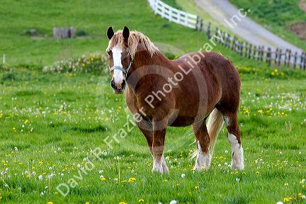A farm scene with horses near Berlin, Ohio.
