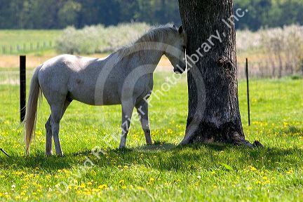Horse butting it's head on a tree at the Michigan State University agriculture school.