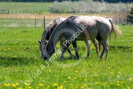 Horses graze in a field at the Michigan State University agriculture school.