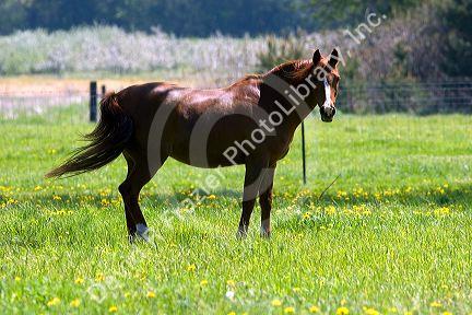 Horse grazes in a field at Michigan State University agriculture school.