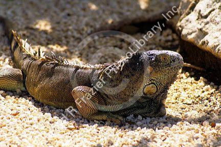 Cayman land Iguana.
