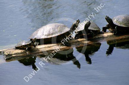 Turtles sit on a floating log in Austin Texas.