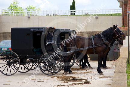 Amish horse and buggy in a parking lot at Berlin, Ohio.