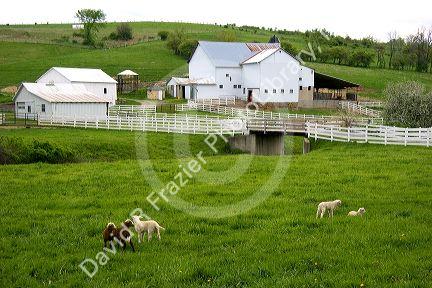 Sheep in the grass on a farm near Berlin, Ohio.