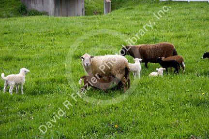 Sheep in the grass on a farm near Berlin, Ohio.