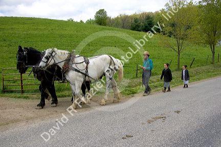 Amish father and daughters with a team of horses near Berlin, Ohio.