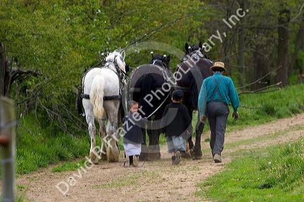Amish father and daughters with a team of horses near Berlin, Ohio.