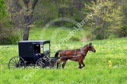 Amish horse and buggy near Berlin, Ohio.