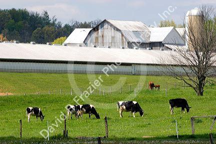 Dairy cows on a farm near Berlin, Ohio.