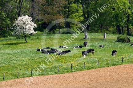 Dairy cows on a farm near Berlin, Ohio.