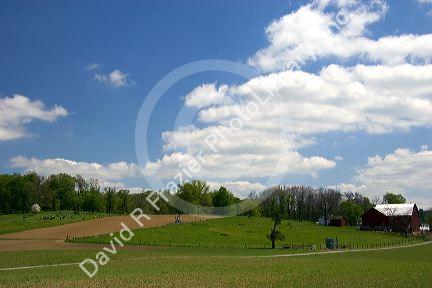 Dairy cows on a farm near Berlin, Ohio.