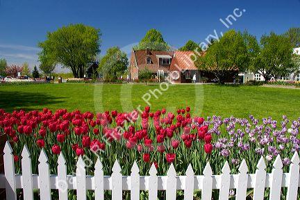 Windmill Island park with tulips in bloom at Holland, Michigan.