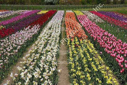 Windmill Island park with tulips in bloom at Holland, Michigan.