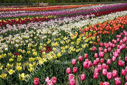 Windmill Island park with tulips in bloom at Holland, Michigan.