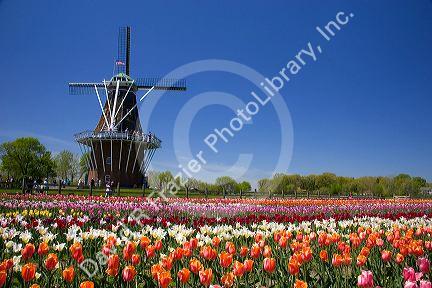 Windmill Island park with tulips in bloom at Holland, Michigan.