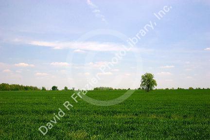 Green unripe wheat field in northwestern Ohio.