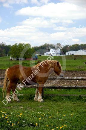 A farm scene with horses near Berlin, Ohio.