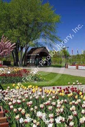 Windmill Island park with tulips in bloom at Holland, Michigan.