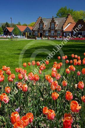Windmill Island park with tulips in bloom at Holland, Michigan.