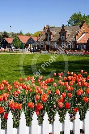 Windmill Island park with tulips in bloom at Holland, Michigan.
