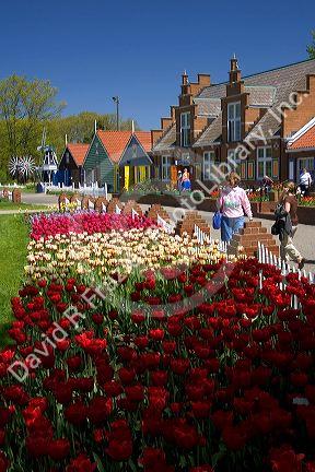 Windmill Island park with tulips in bloom at Holland, Michigan.