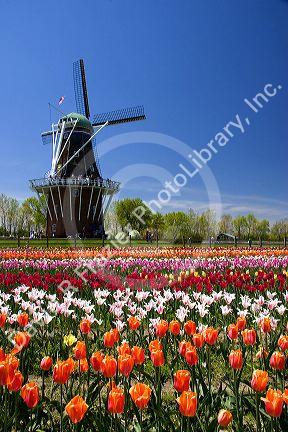 Windmill Island park with tulips in bloom at Holland, Michigan.