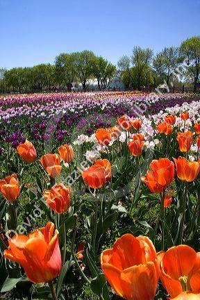 Windmill Island park with tulips in bloom at Holland, Michigan.