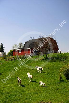 Horses gallop on a hillside near Grand Rapids, Michigan.