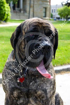 English Mastif dog in Bryon, Ohio.